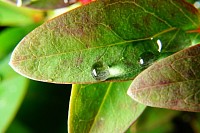 梅雨